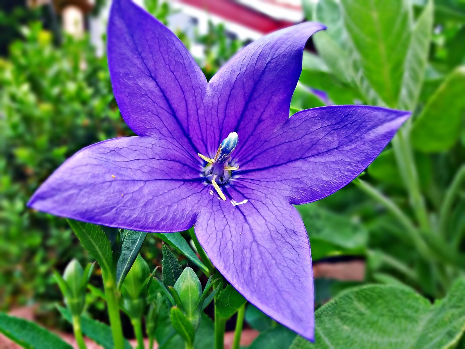Samsung Galaxy J5 sample photo. Lila, flower, violet photography