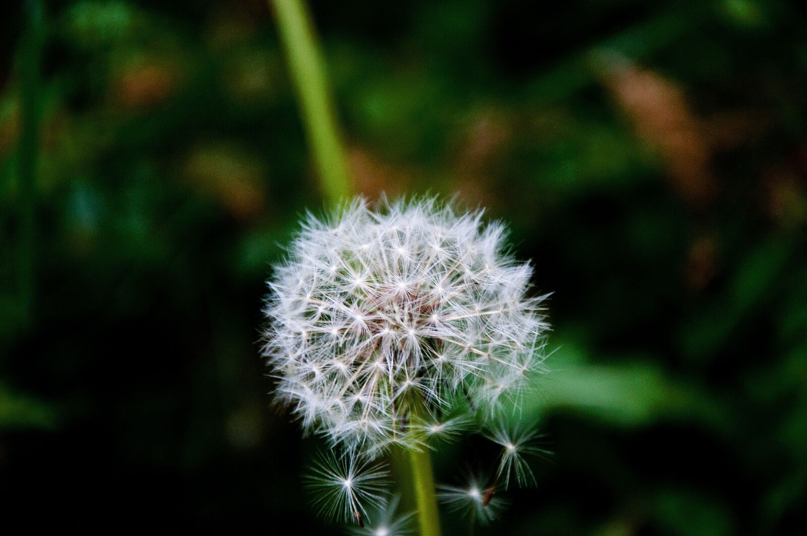 Nikon D5000 sample photo. Nature, dandelion, plant photography