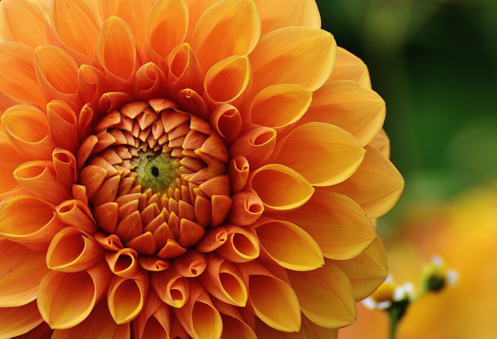 Nikon D7200 sample photo. Dahlia, dahlias, autumn photography