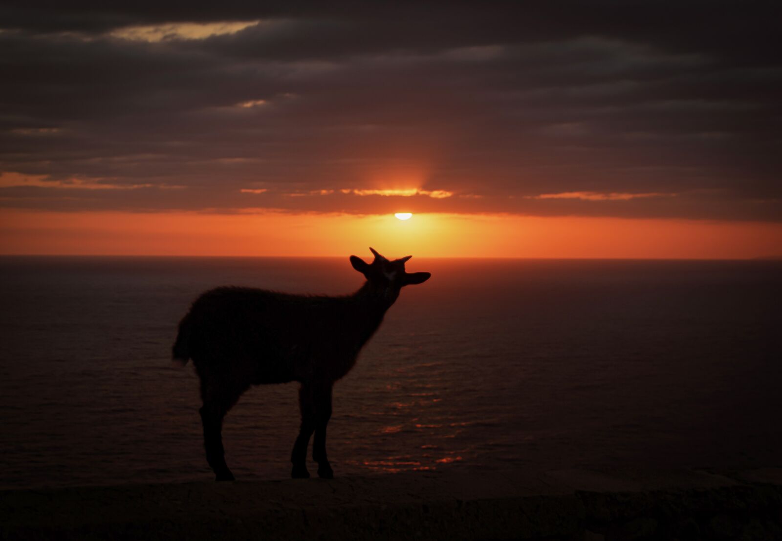 Nikon D5500 sample photo. Goat, animal, silhouette photography