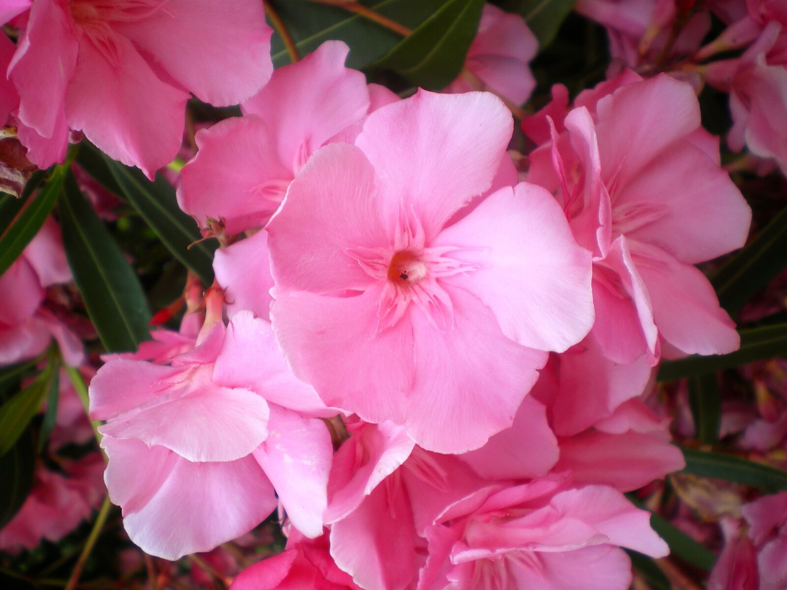 Pentax OPTIO V10 sample photo. Oleander, pink, bloom photography