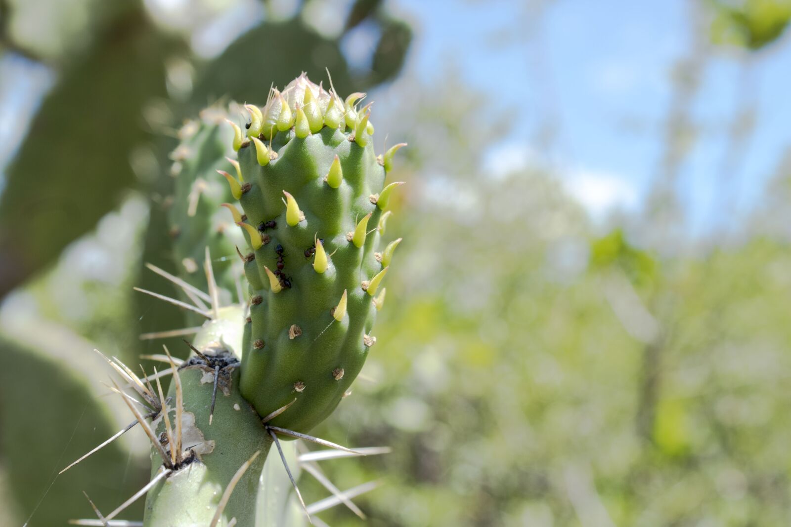 Canon EOS 1300D (EOS Rebel T6 / EOS Kiss X80) sample photo. Prickly pears, fruit, food photography