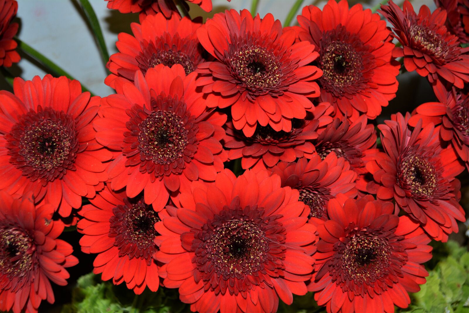 Nikon D5200 sample photo. Gerbera, red, flowers photography