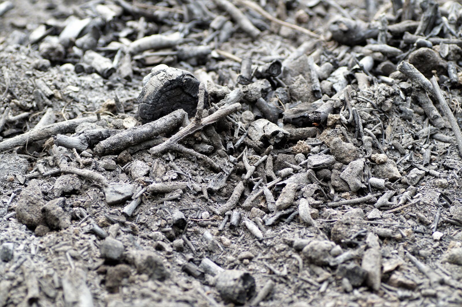 Sony SLT-A58 sample photo. Ash, scorch, after the photography