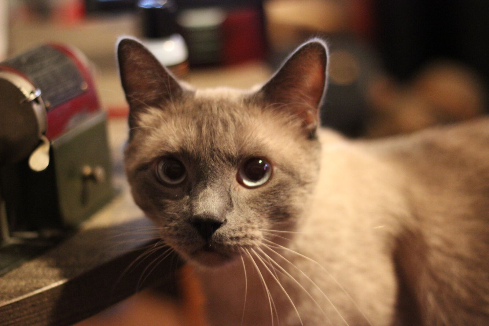 Canon EOS 600D (Rebel EOS T3i / EOS Kiss X5) sample photo