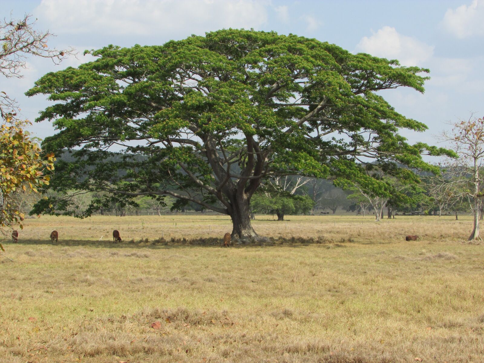 Canon PowerShot SX400 IS sample photo. Tree, green, nature photography