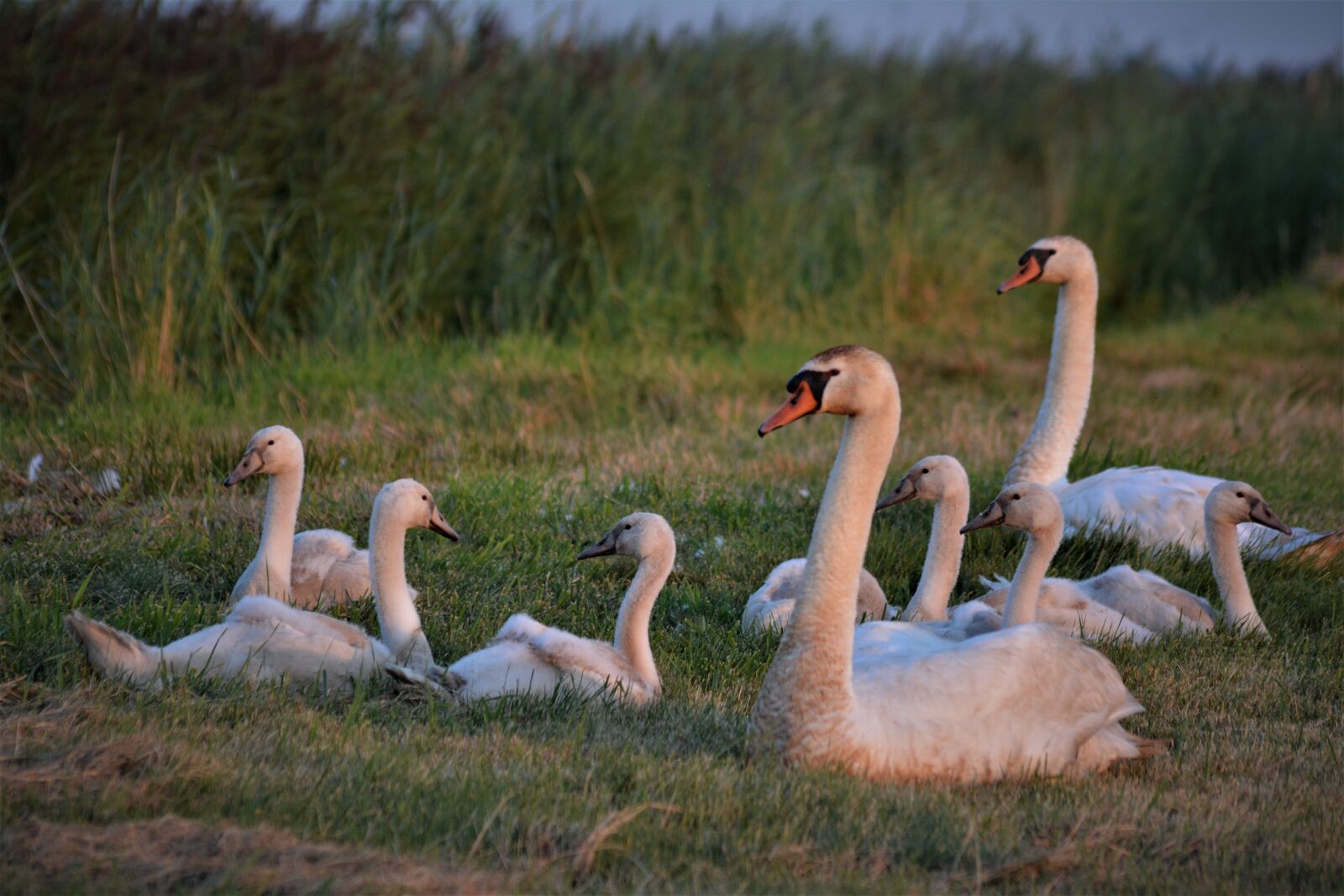 Nikon D5200 sample photo. Swans, swan family, boy photography