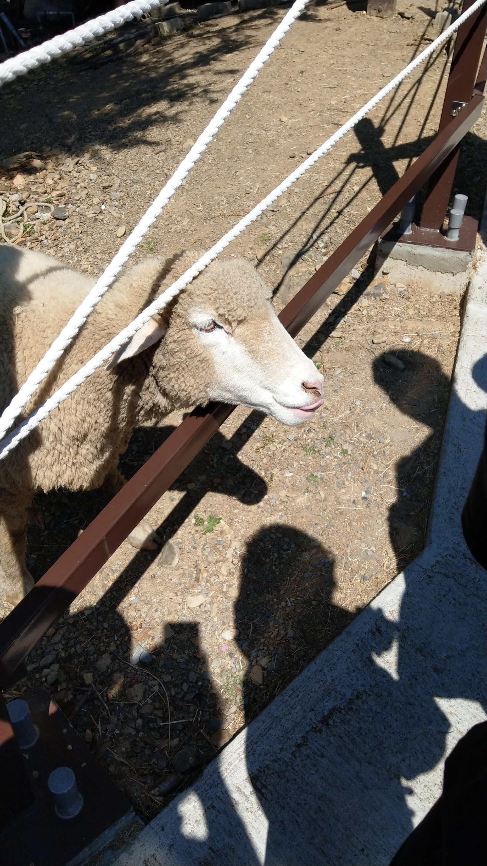 HTC U11 sample photo. Sheep, pet, wuling farm photography