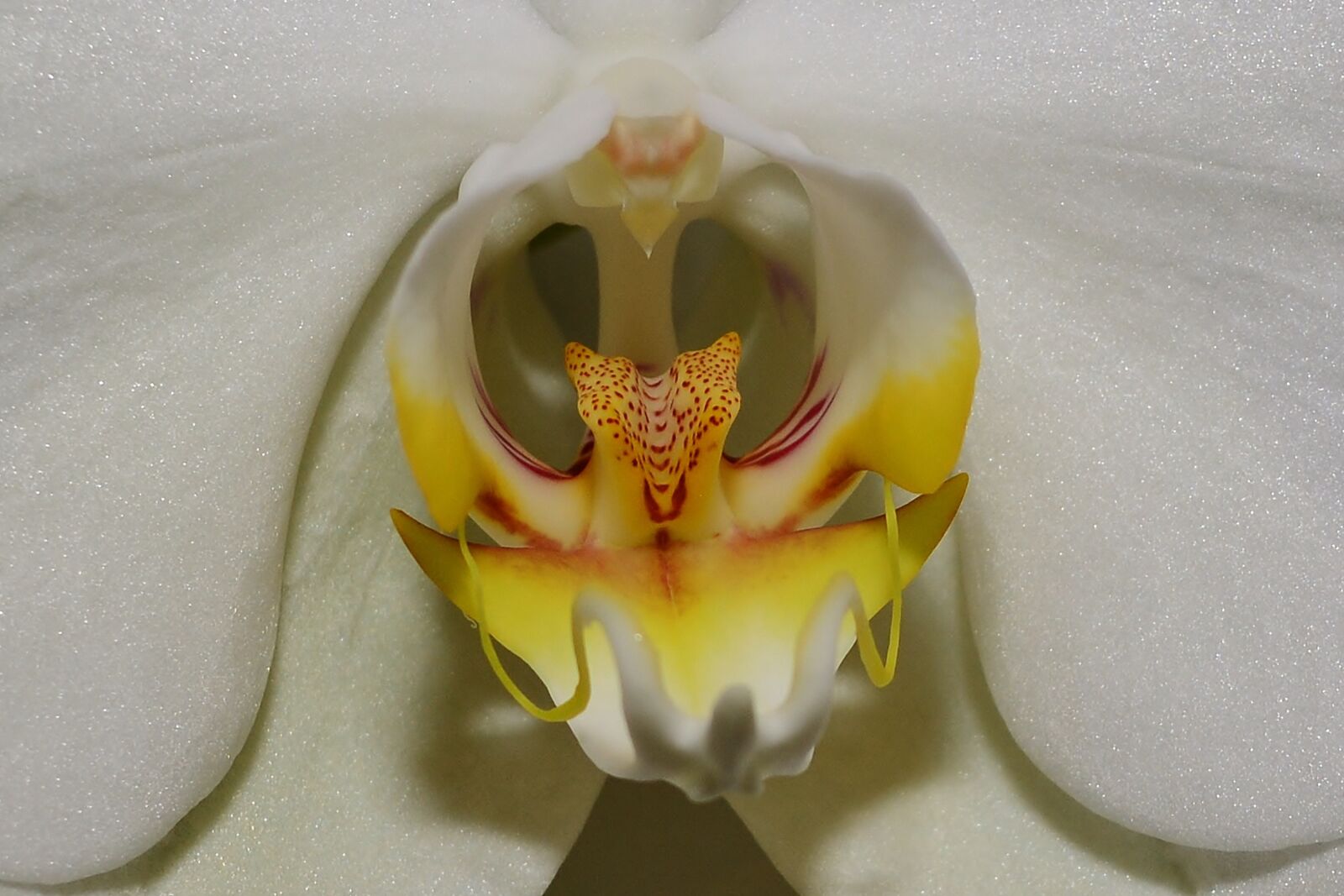 Nikon D5200 sample photo. Orchid, blossom, bloom photography