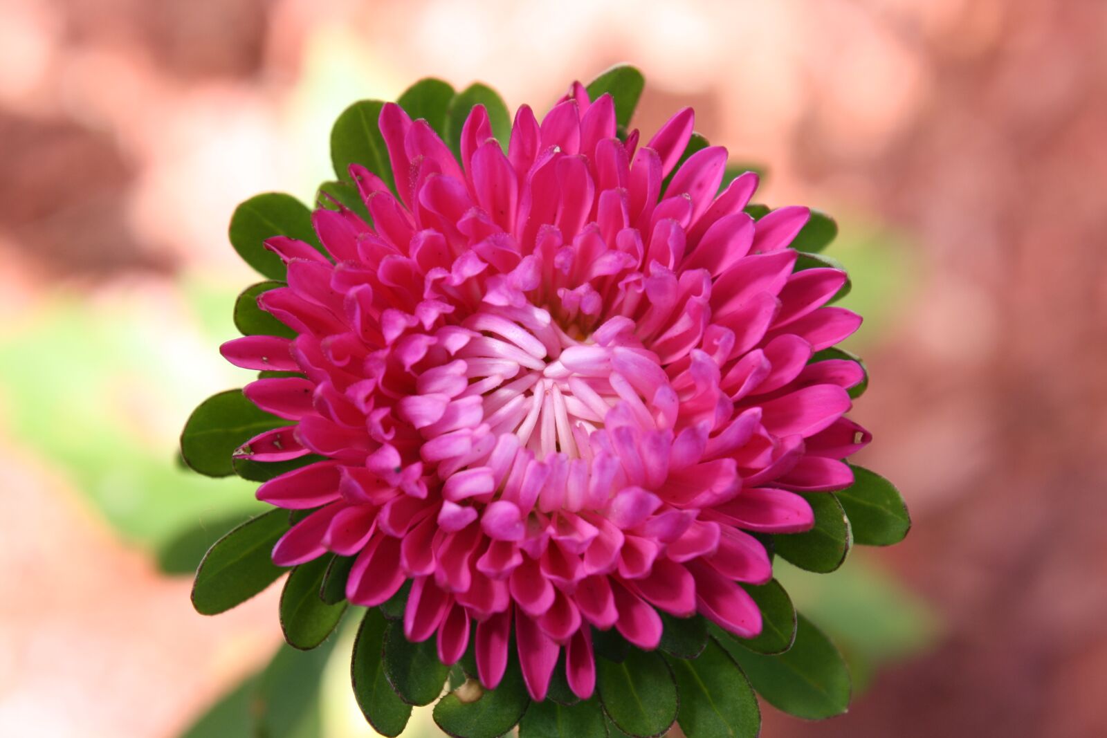 Canon EOS 1000D (EOS Digital Rebel XS / EOS Kiss F) sample photo. Flower, plant, nature photography