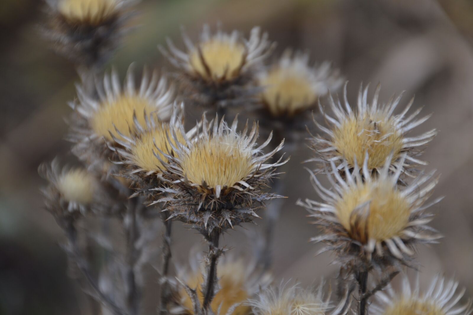 Nikon D3200 sample photo. Dry, thistle, barbed photography
