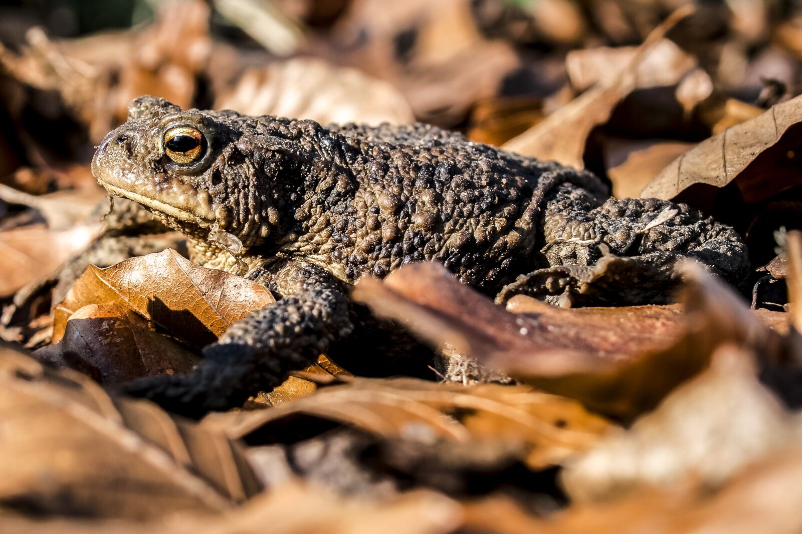 Olympus E-3 sample photo. Common toad, toad, amphibians photography