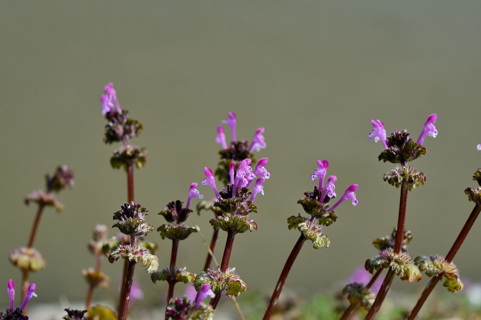 Nikon D5500 sample photo. Blossom, nature, garden, flower photography