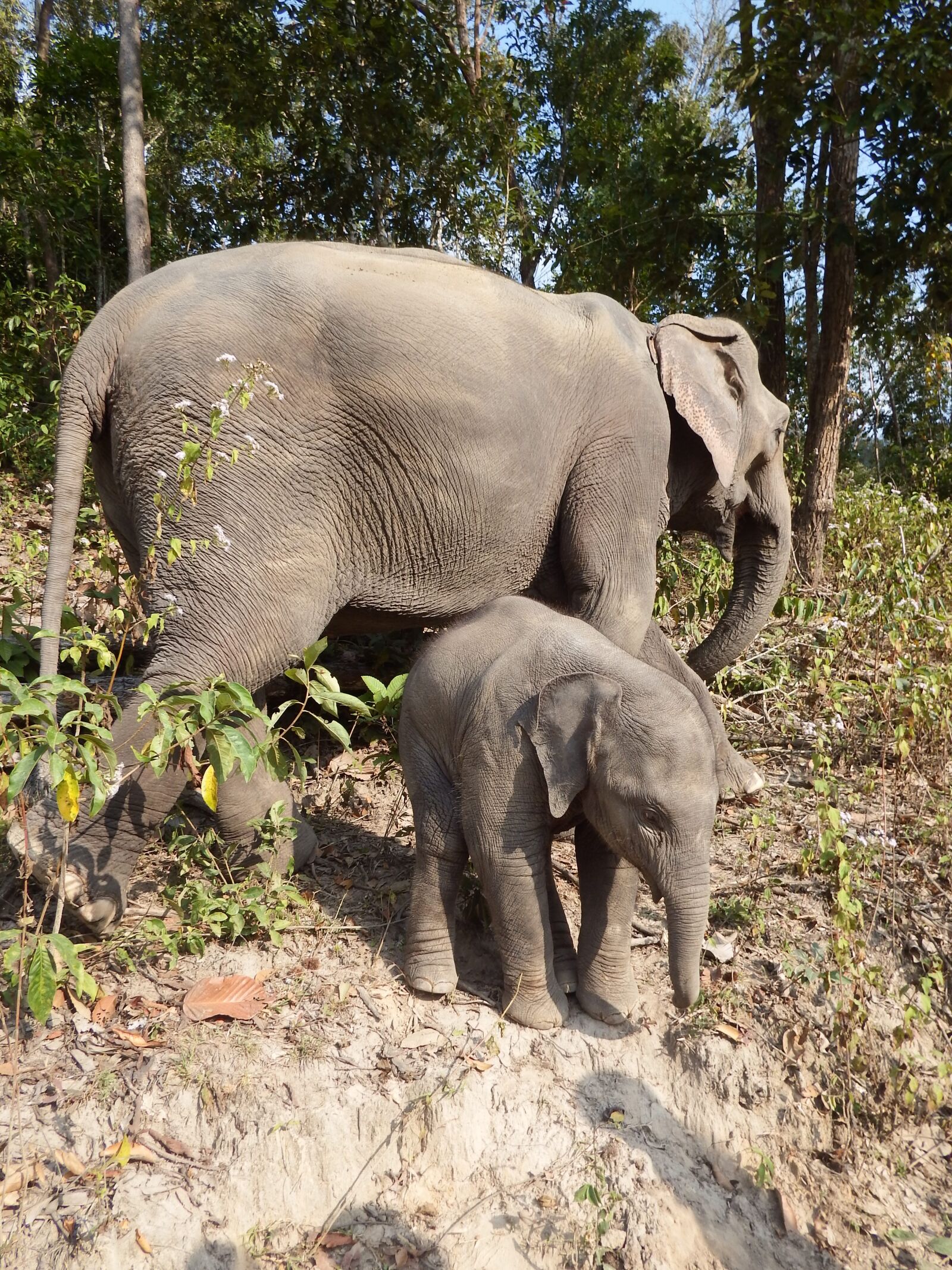 Fujifilm FinePix SL1000 sample photo. Elephant, baby elephant, pachyderm photography