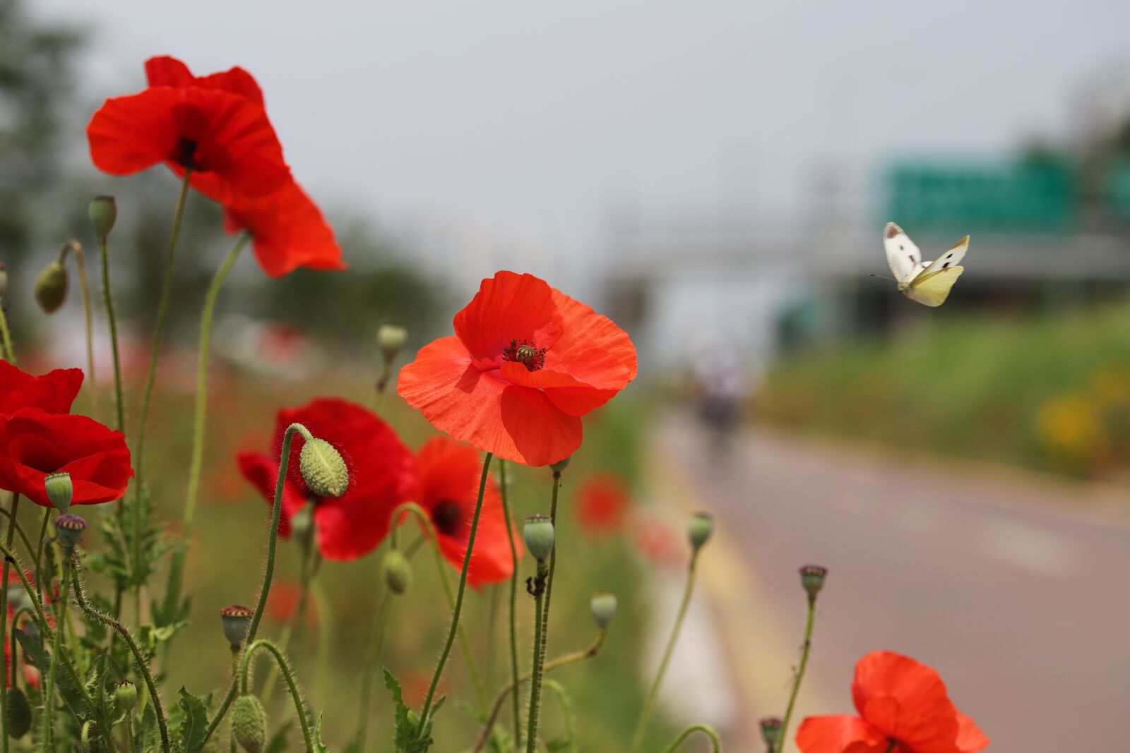 Canon EOS 6D Mark II sample photo. Poppy, flowers, plants photography