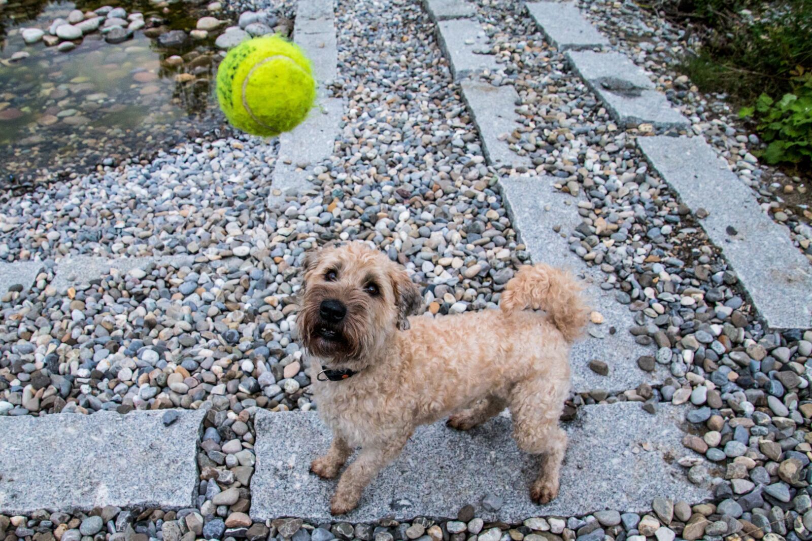 Canon EOS 70D sample photo. Dog, ball, play photography