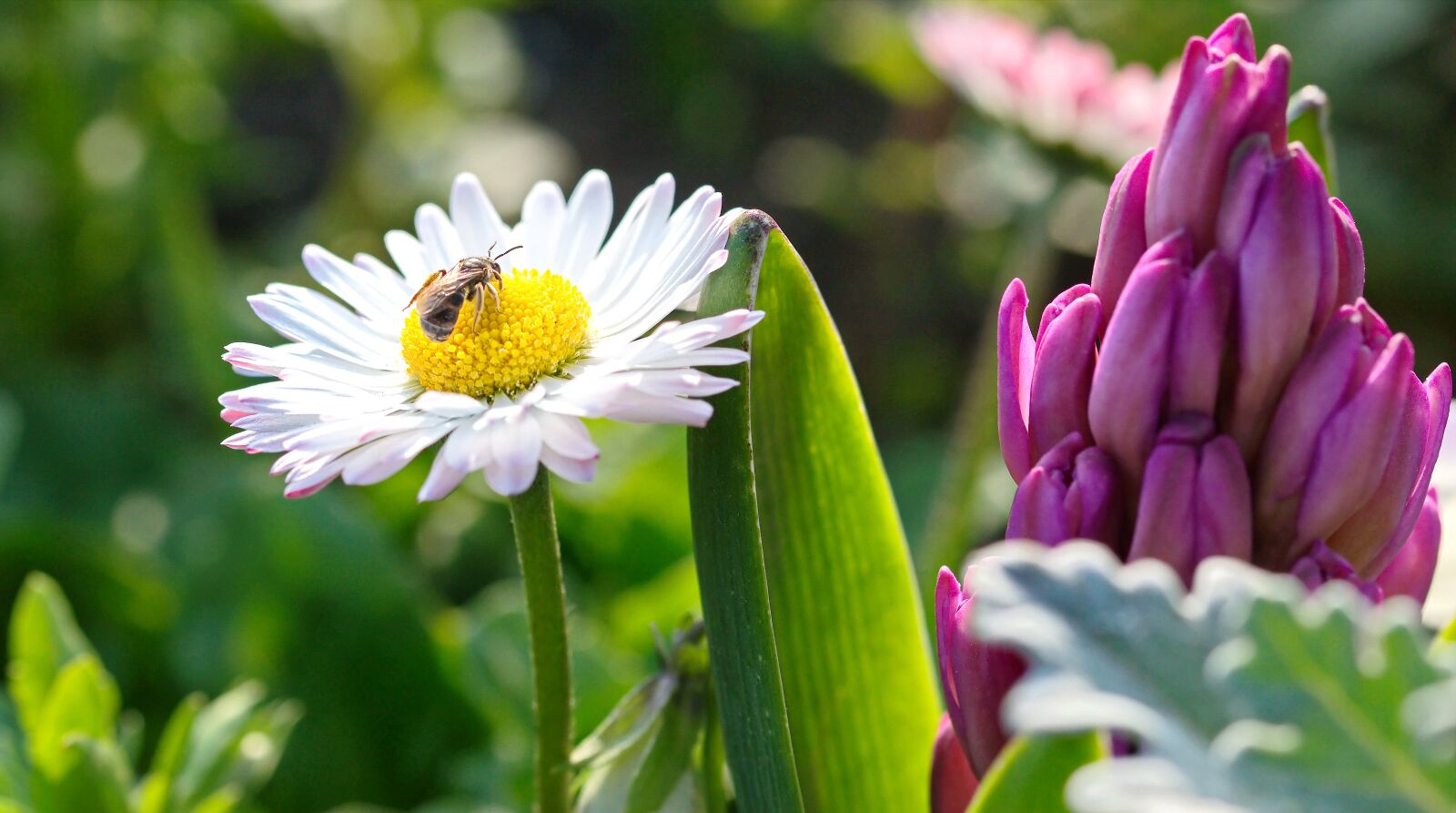 Nikon D5300 sample photo. Flowers, garden, petals photography