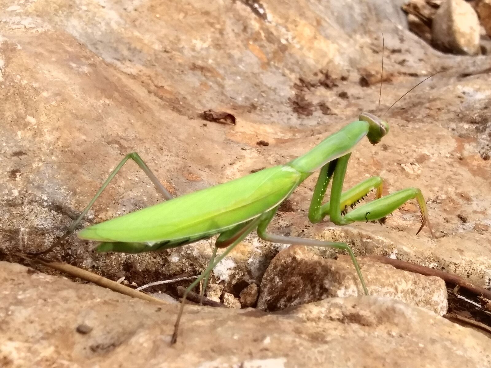 LG Q6 sample photo. Praying mantis, grasshopper, bug photography
