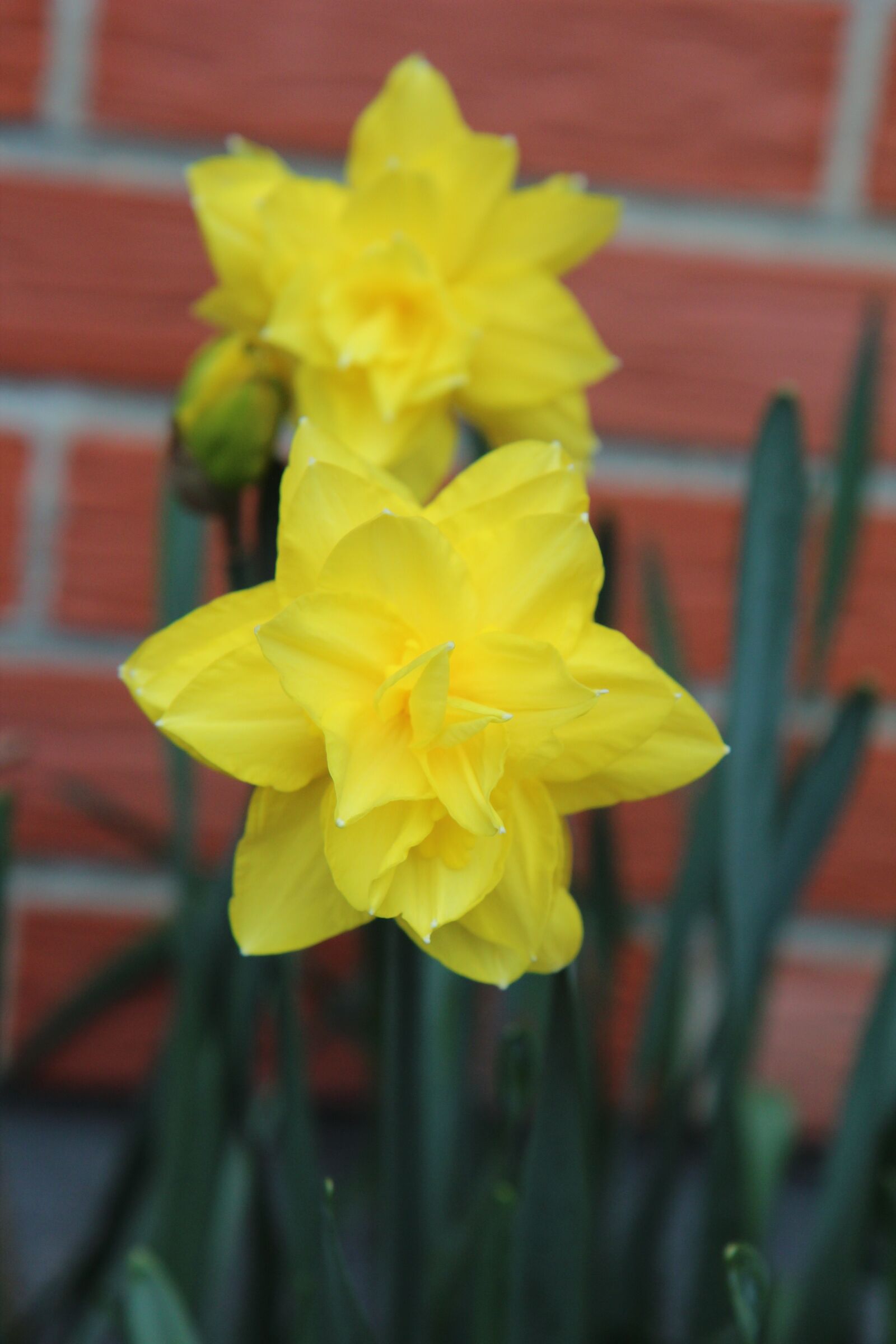 Canon EOS 600D (Rebel EOS T3i / EOS Kiss X5) sample photo. Narcissus yellow, narcissus, daffodils photography
