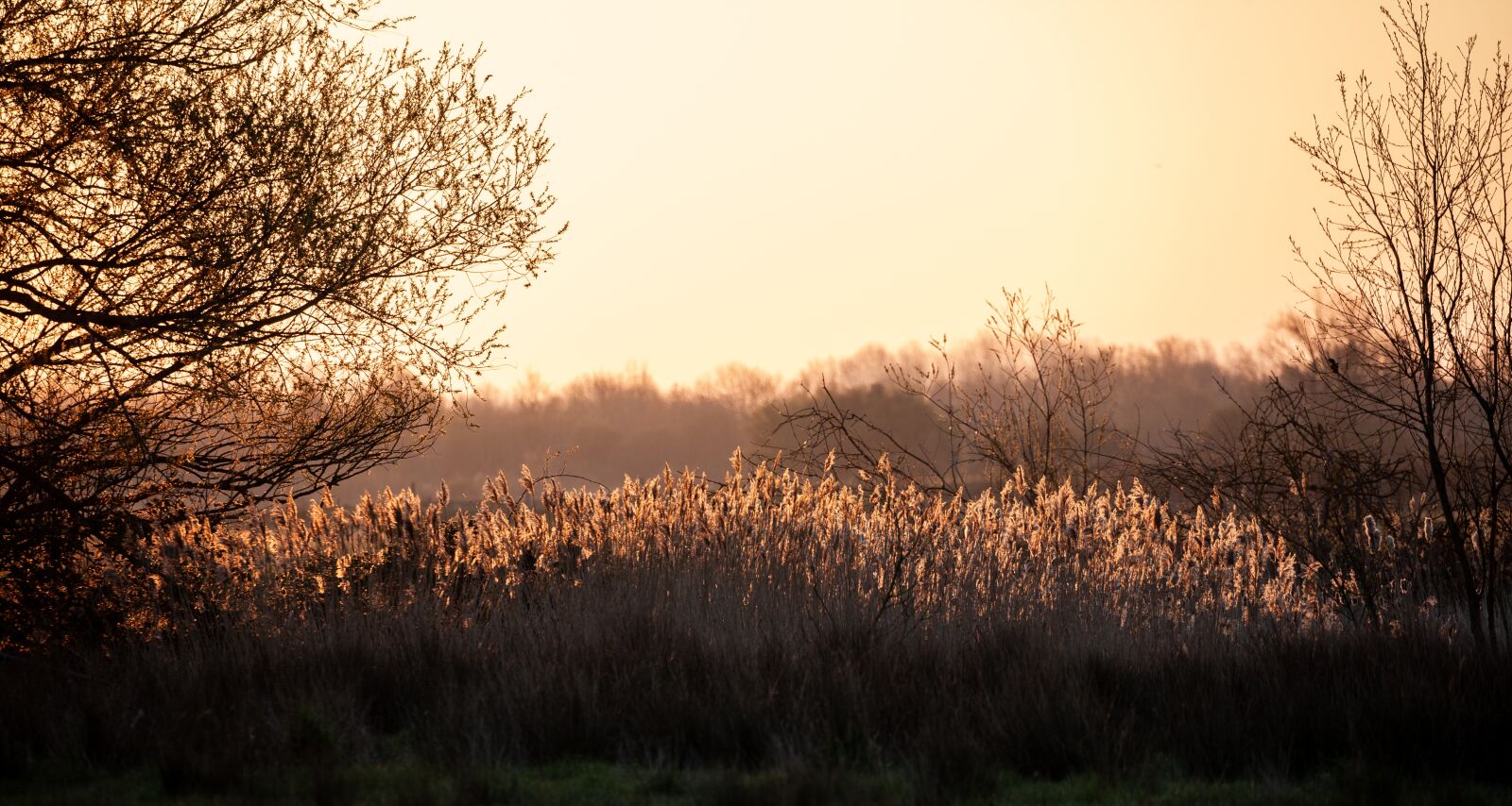 Canon EOS 5D Mark II sample photo. Sunrise, water, tree photography