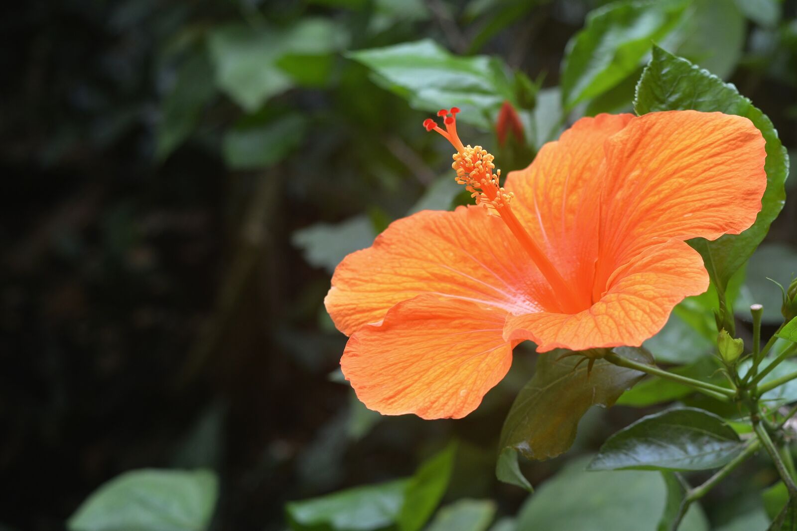 Nikon D5200 sample photo. Flower, blossom, bloom photography