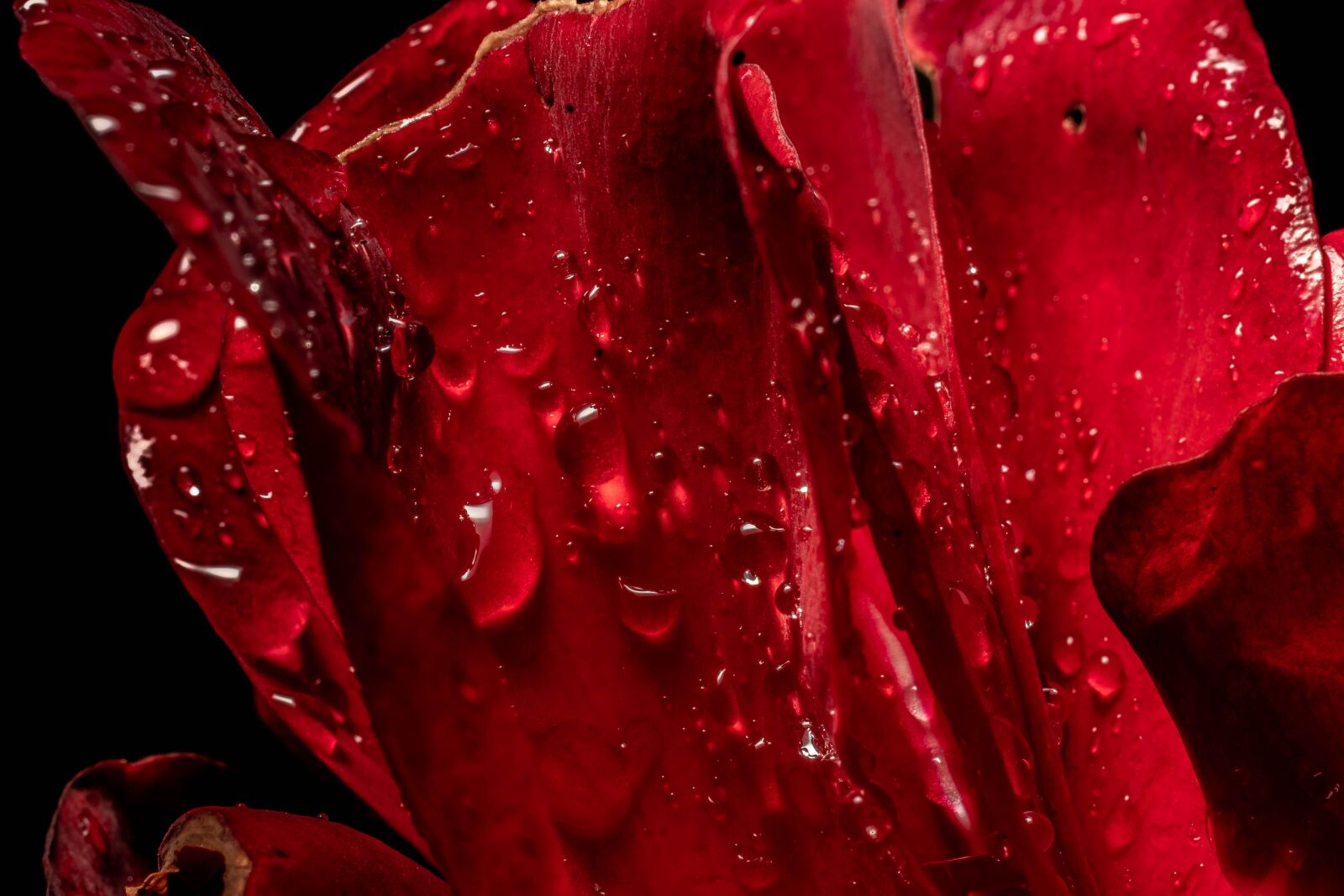MACRO 50mm F2.8 sample photo. Macro, rose, nature photography