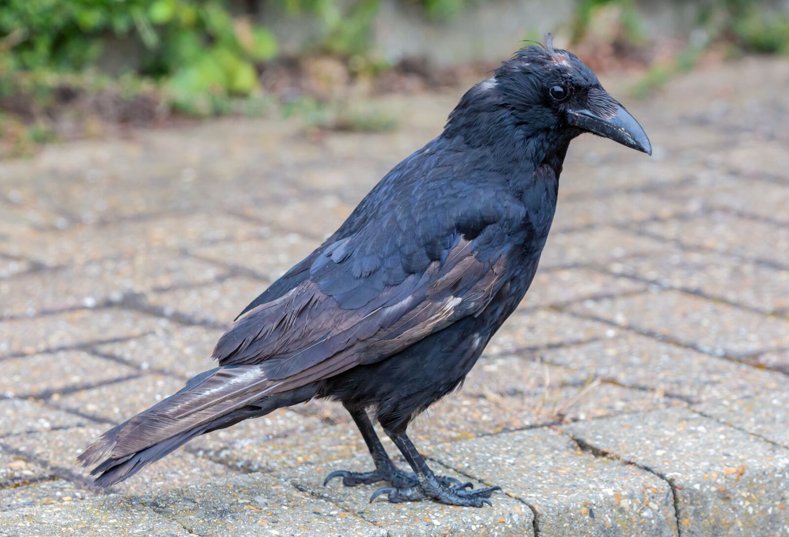 Canon EOS 5D Mark III sample photo. Old crow, bald crow photography