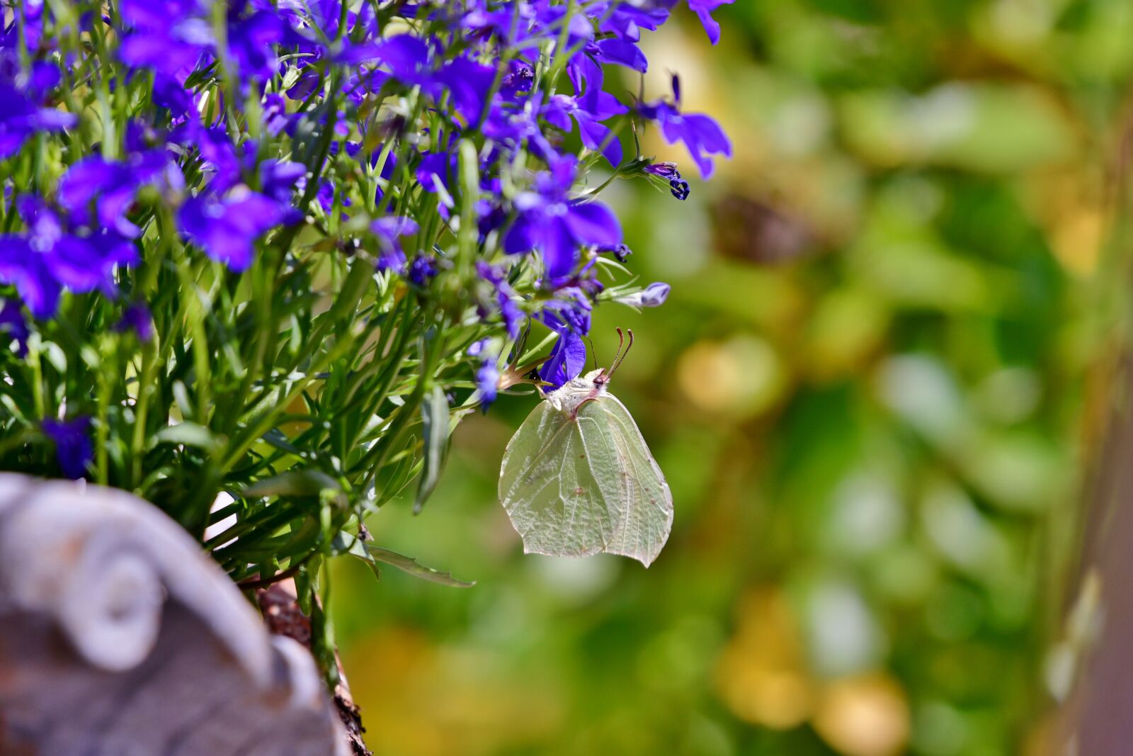 Nikon D500 sample photo. Butterfly, cabbage white, bug photography