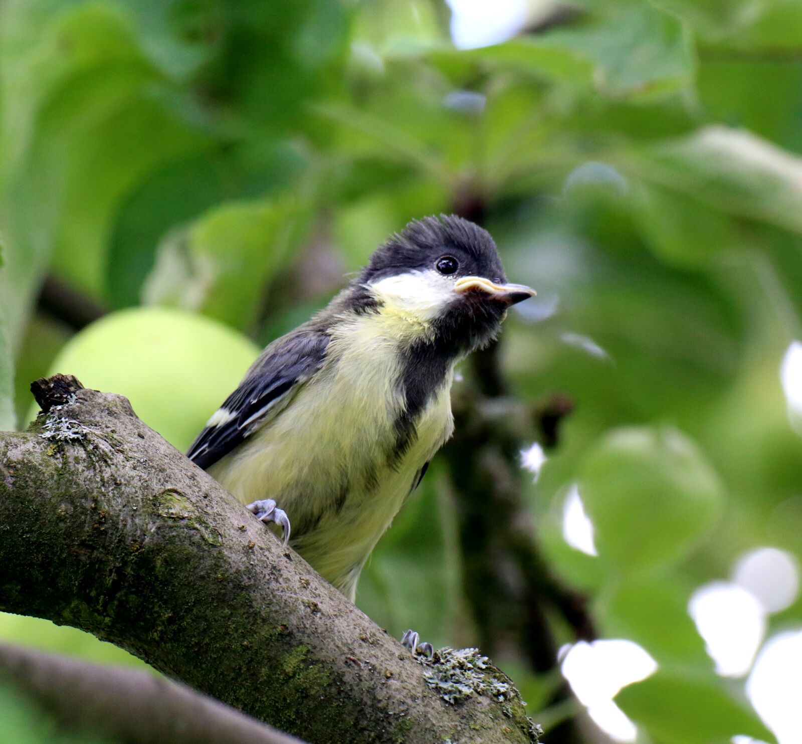 Canon EOS 70D sample photo. Tit, bird, chicks photography