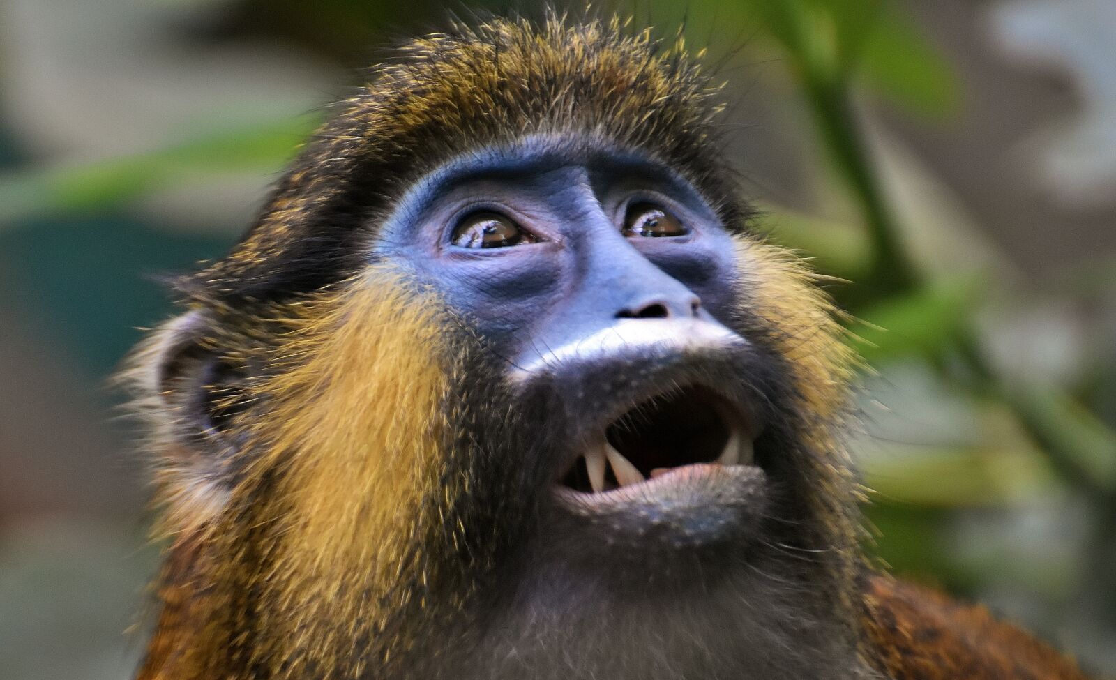 Nikon D7200 sample photo. Monkey, animal, furry photography