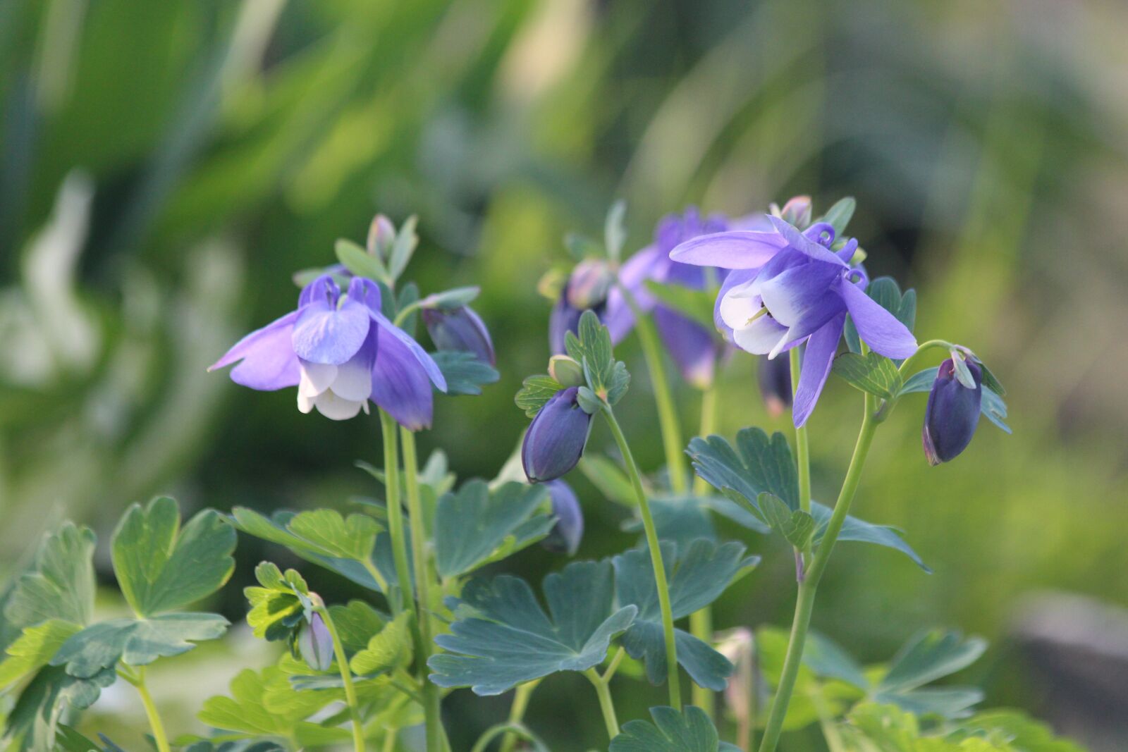 Canon EOS 650D (EOS Rebel T4i / EOS Kiss X6i) sample photo. Aquilegia, the catchment, plant photography