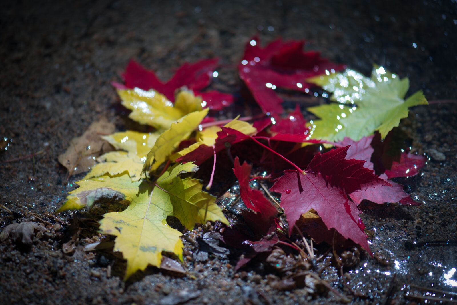 Nikon D800 sample photo. Fall, leaves, water photography
