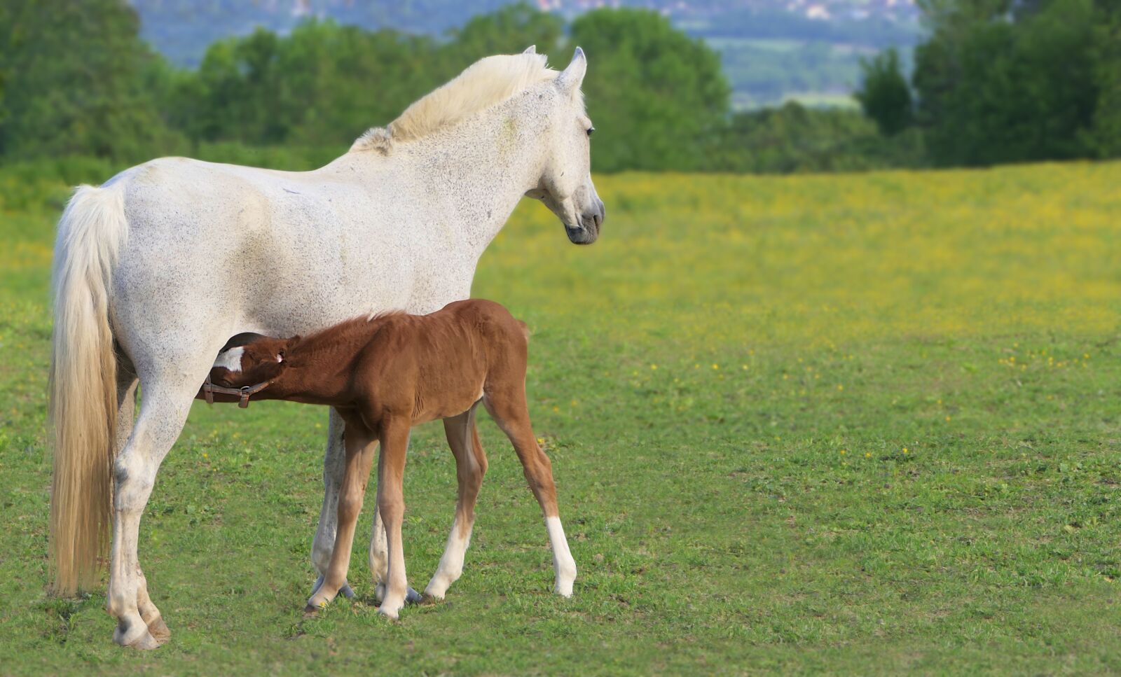 Panasonic Lumix DMC-FZ2500 (Lumix DMC-FZ2000) sample photo. Foal, brown, drunk photography
