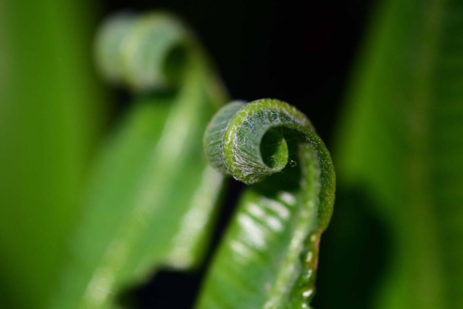 Nikon D3300 sample photo. Garden, leaf, nature, flora photography