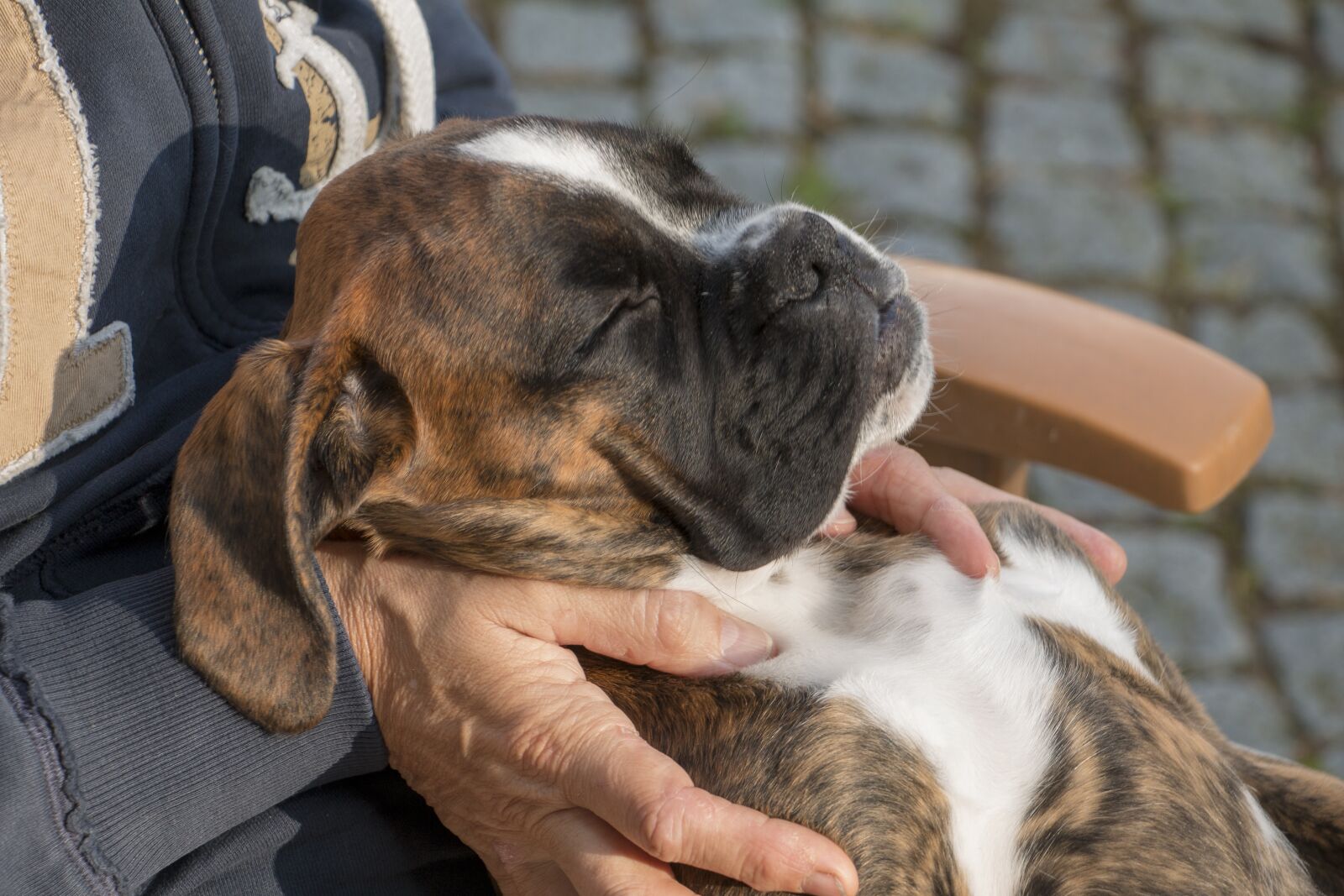 Canon EOS 70D sample photo. Puppy, dog, boxer photography