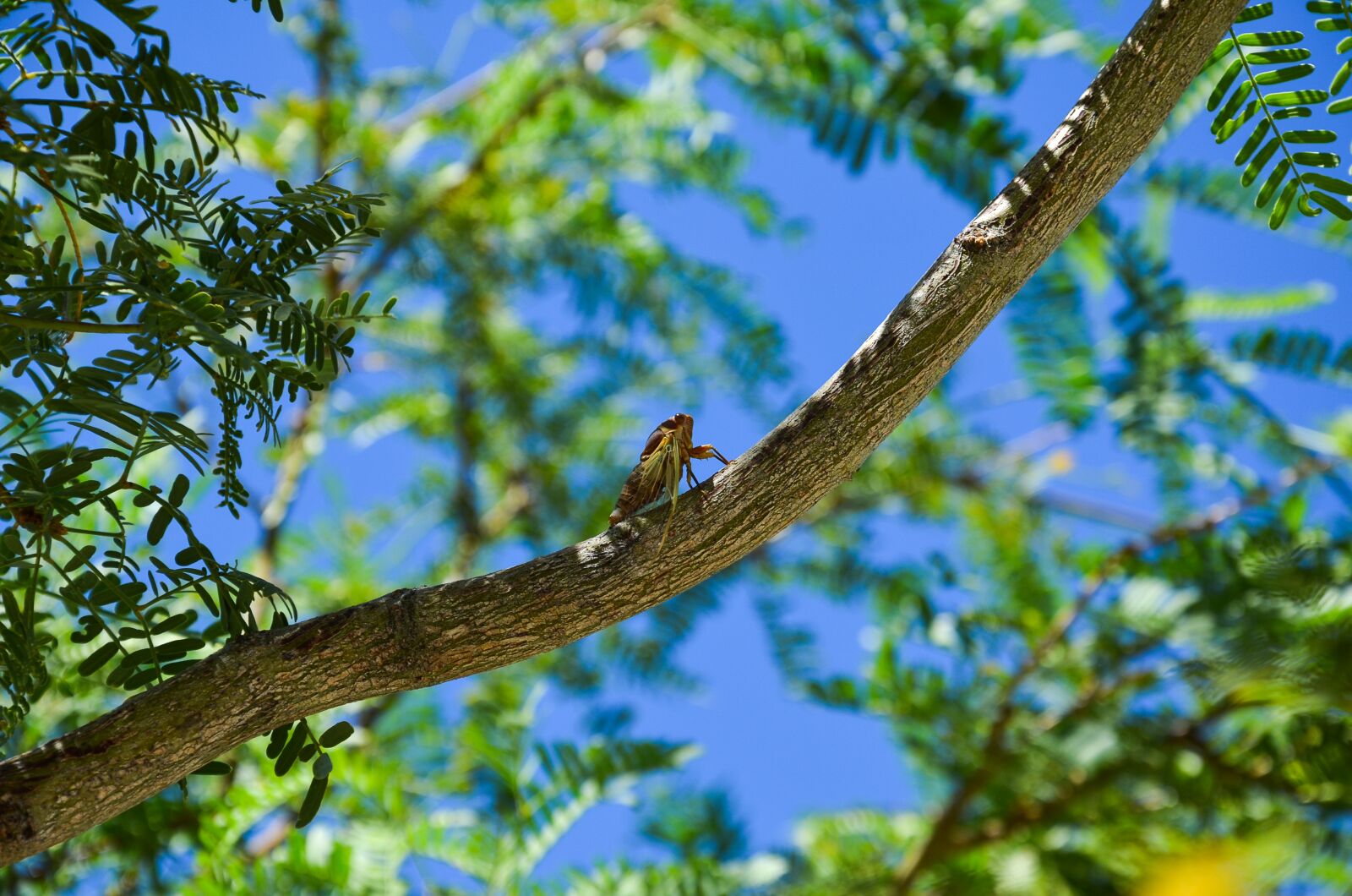 Nikon D5100 sample photo. Cicada, insect, dry photography