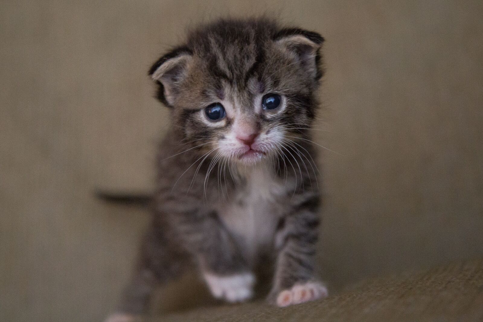 Canon EF 24-105mm F4L IS USM sample photo. Kitten, cat, baby photography