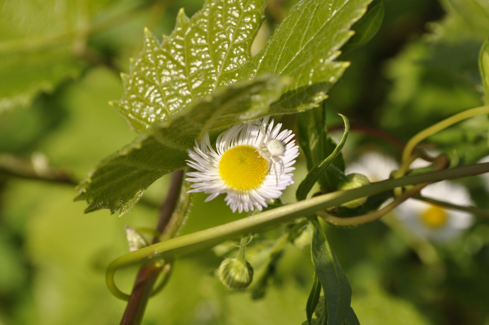 Nikon D5000 sample photo. Blossom, bloom, spider photography