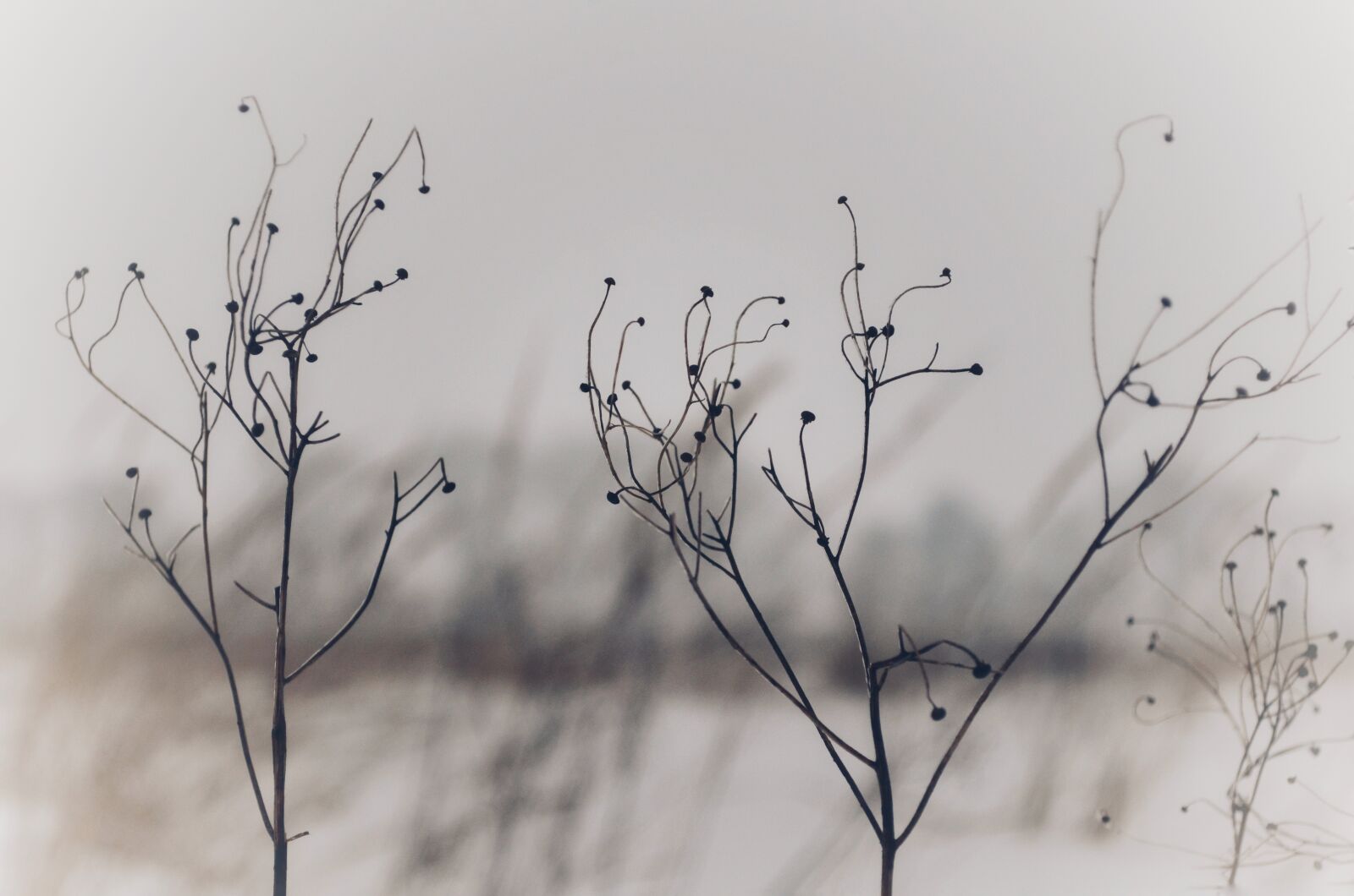 Nikon D5100 sample photo. Nature, background, plant photography