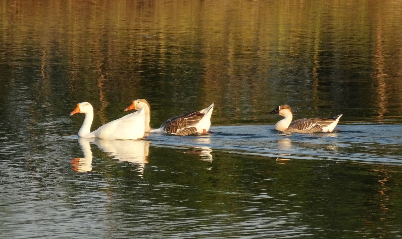 Sony Cyber-shot DSC-HX90V sample photo. Goose, duck, domestic photography