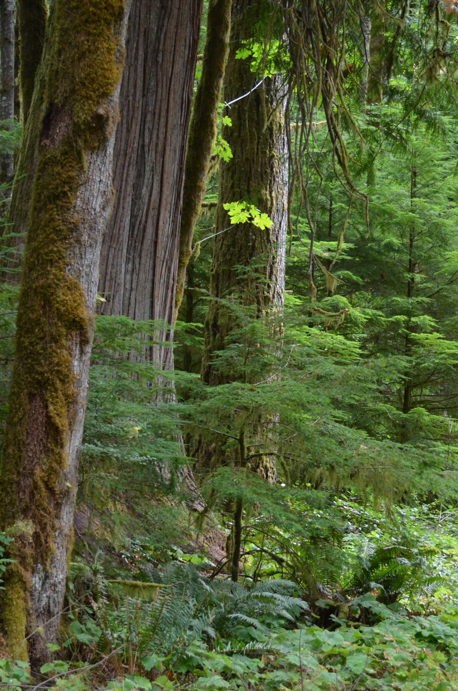 Nikon D5100 sample photo. Forest, west coast, nature photography