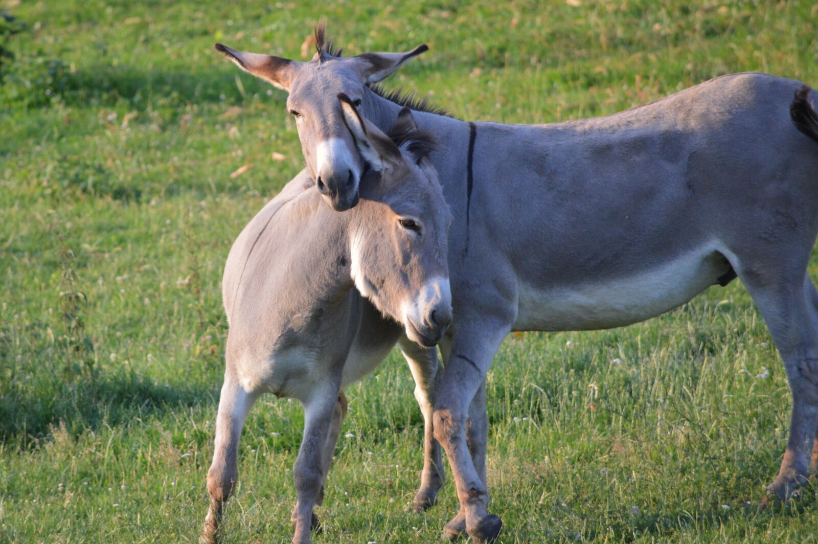 Nikon D3200 sample photo. Donkeys, couple, animals photography