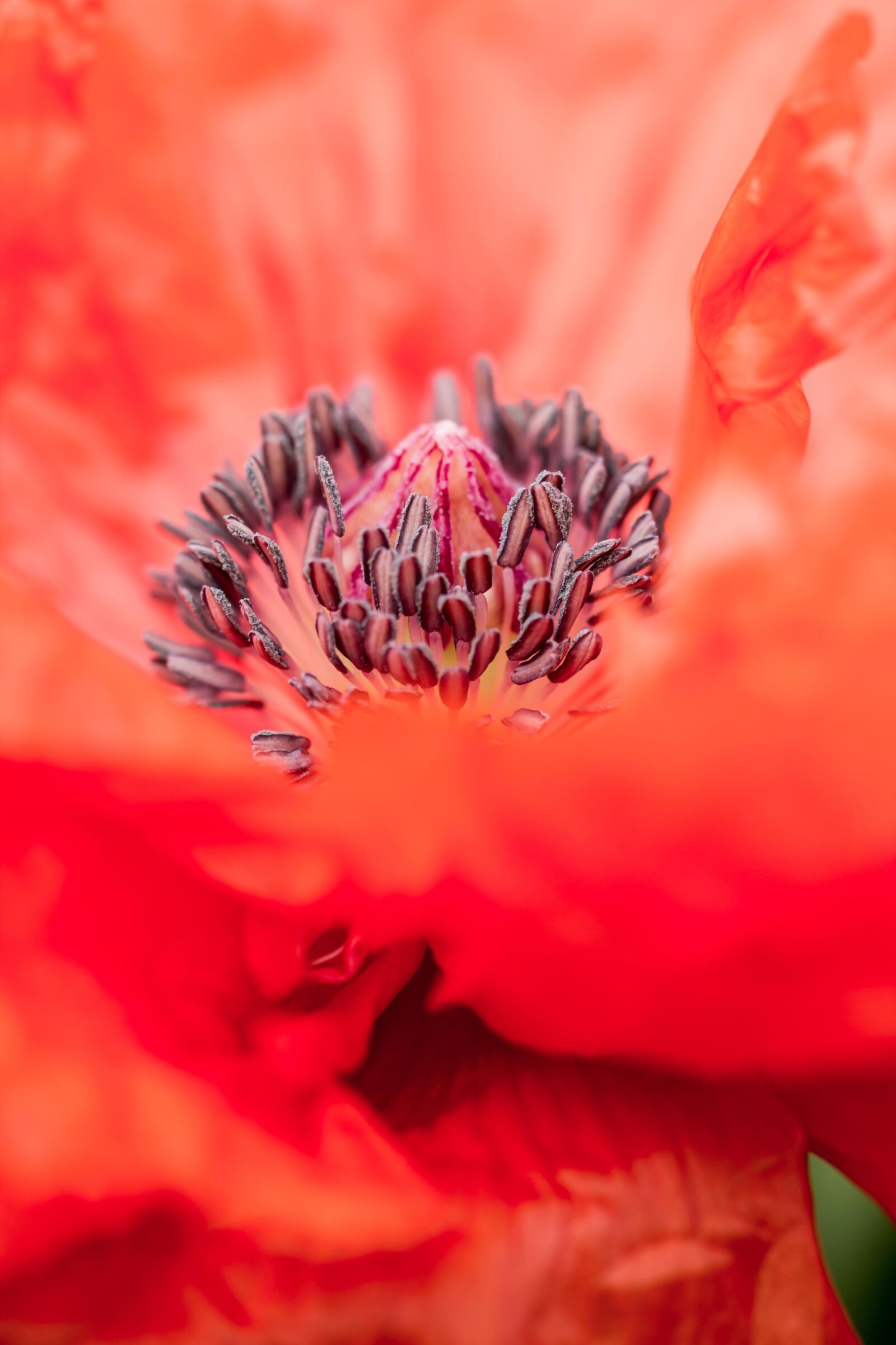 Canon EOS 7D sample photo. Poppy, flower, red photography