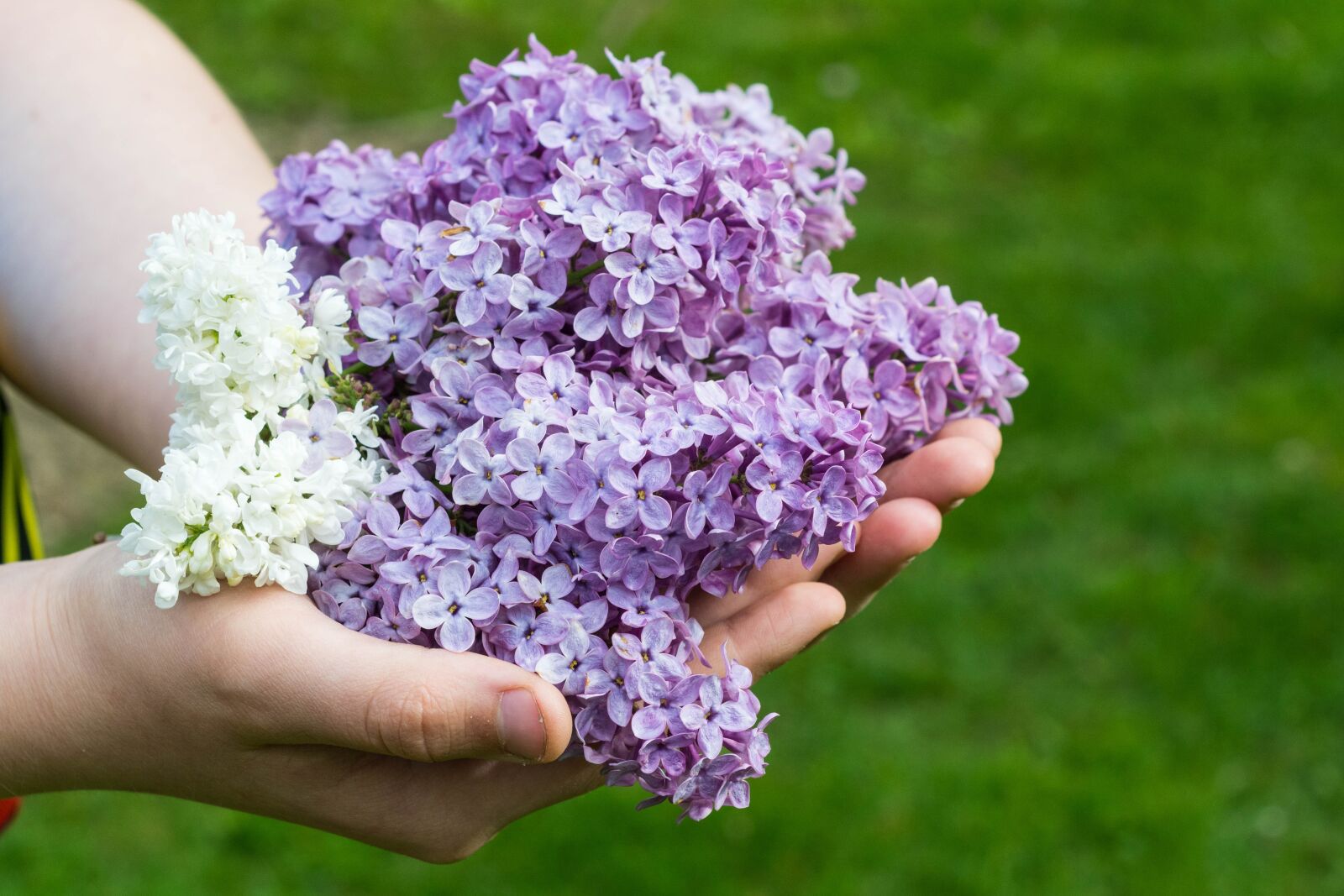 Nikon D5200 sample photo. Without, lilac, nature photography