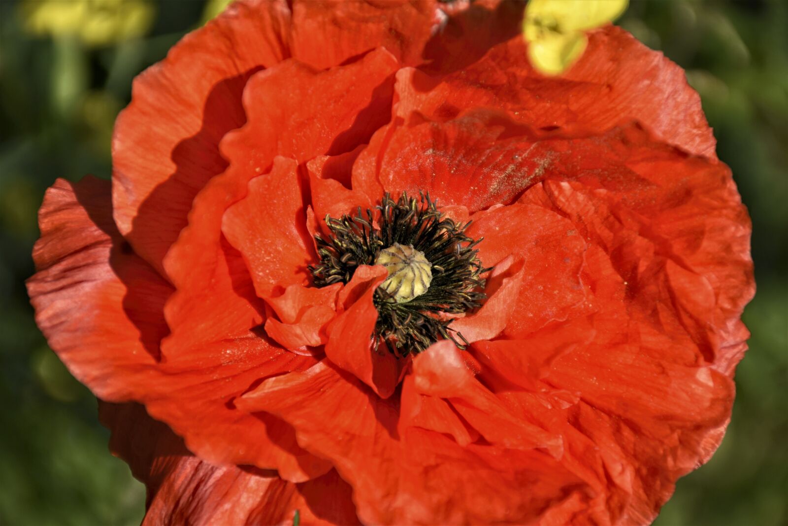 Nikon D7200 sample photo. Poppy, klatschmohn, red photography