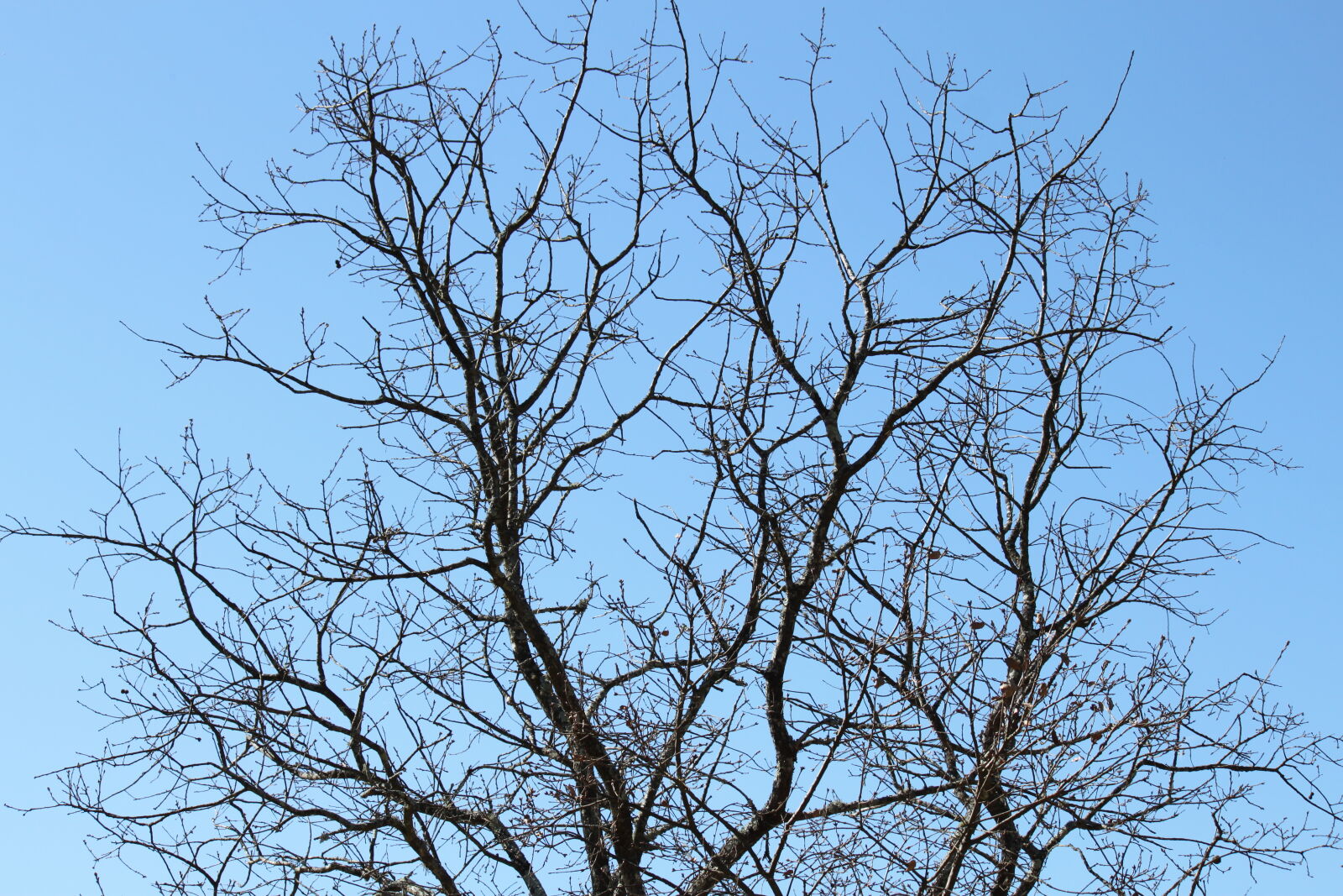 Canon EOS 500D (EOS Rebel T1i / EOS Kiss X3) + Canon EF-S 55-250mm F4-5.6 IS sample photo. Blue, sky, sky, tree photography