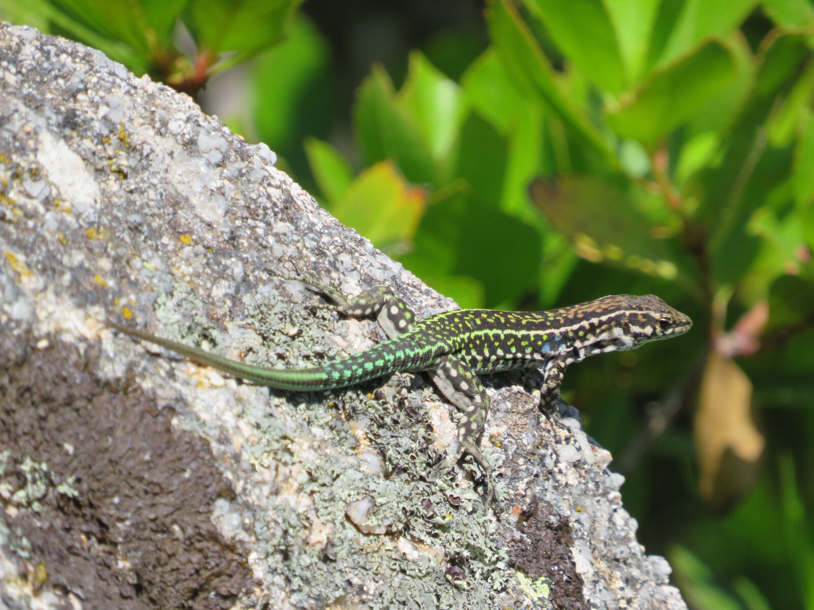 Canon PowerShot SX540 HS sample photo. Nature, gecko, reptile photography