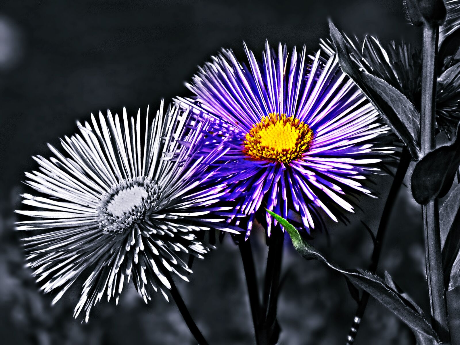 Canon PowerShot SX30 IS sample photo. Flower, flowers, summer photography