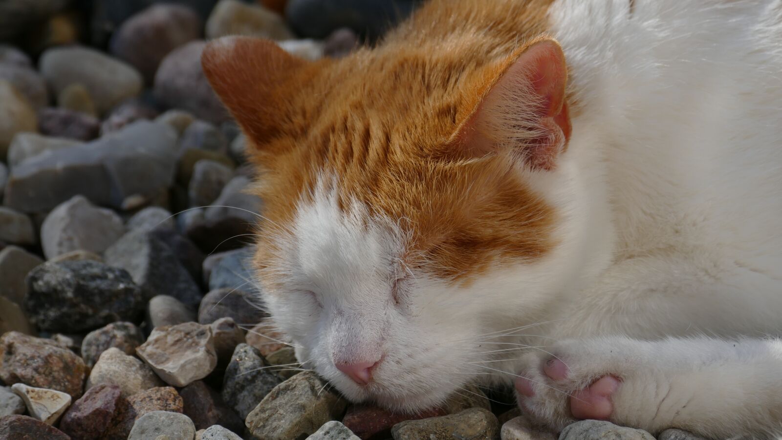 Leica V-Lux (Typ 114) sample photo. Cat, sleep, red cat photography