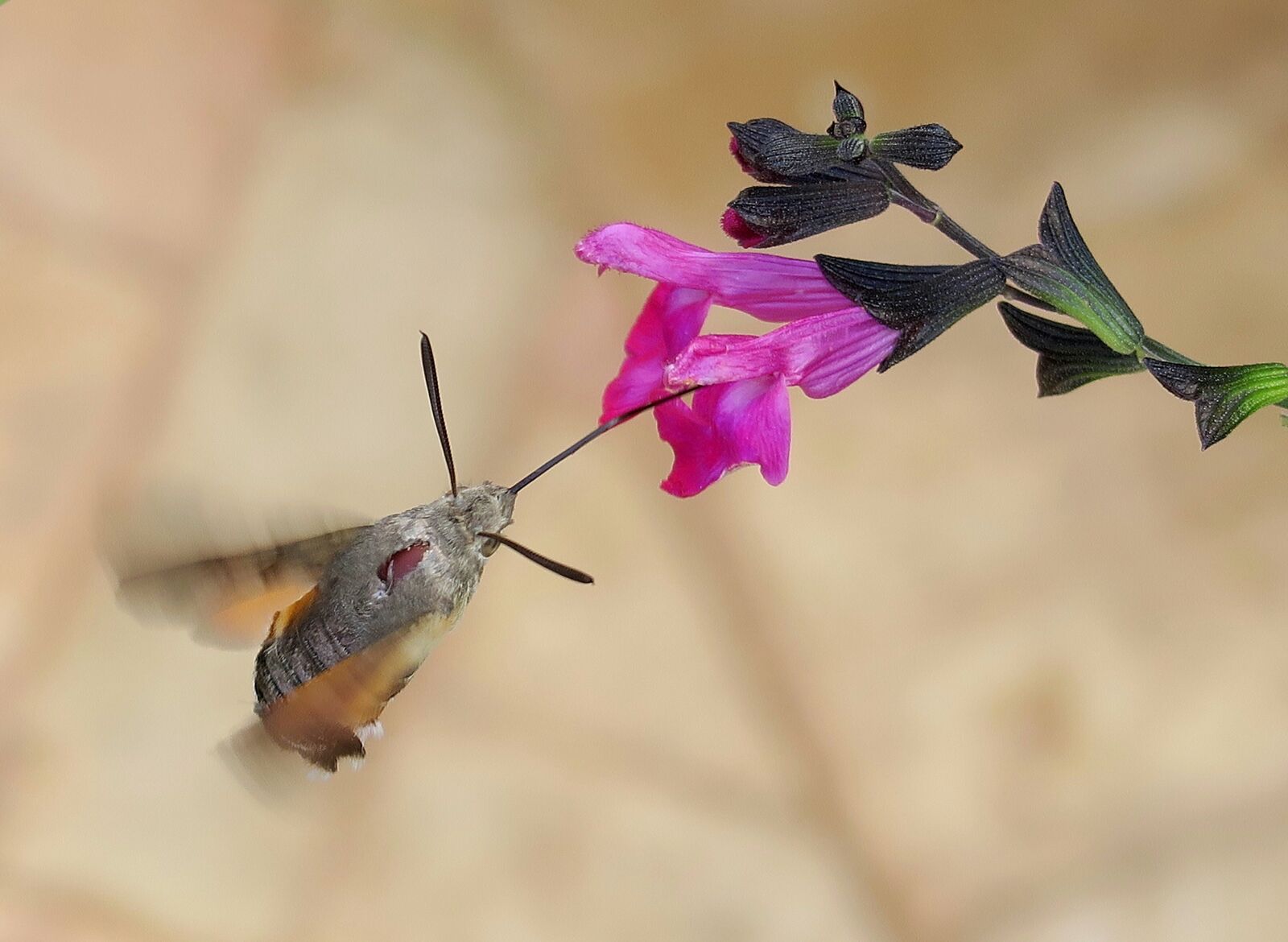 Canon PowerShot G5 X sample photo. Humming bird moth, moth photography